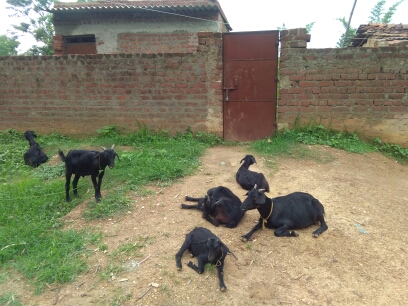 ) GOAT SHED (1718140811) KIRAN DEVI, BARSA, EDCHORO material payment  due