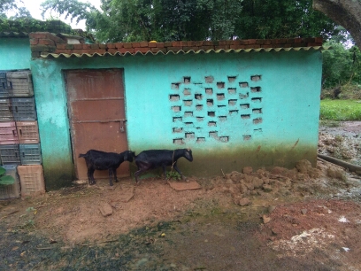 (3401016008/IF/7080901154367) GOAT SHED (1718140807) RABANI ANSARI, EDCHERO, KESH martial payment due