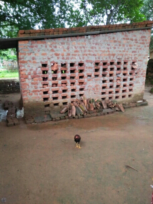 (3401016008/IF/7080901160793) GOAT SHED (1718140824) BIRSAN DEVI, KESARO, EDCHORO