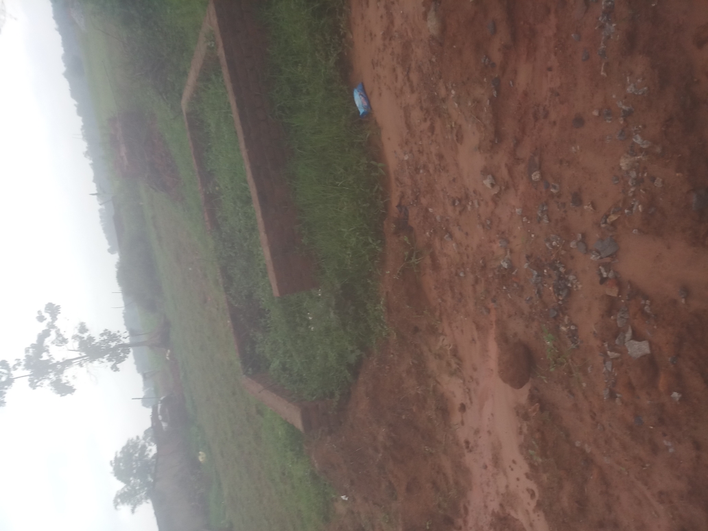 (3401016008/IF/7080901160867) GOAT SHED (1718140814) ABID ANSARI, BARSA, EDCHORO