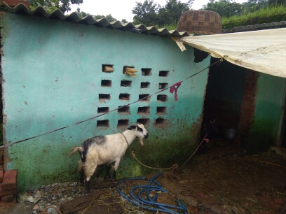(3401016008/IF/7080901150828) GOAT SHED (1718140854) RAJENDER SAHU, EDCHERO, EDCHERO