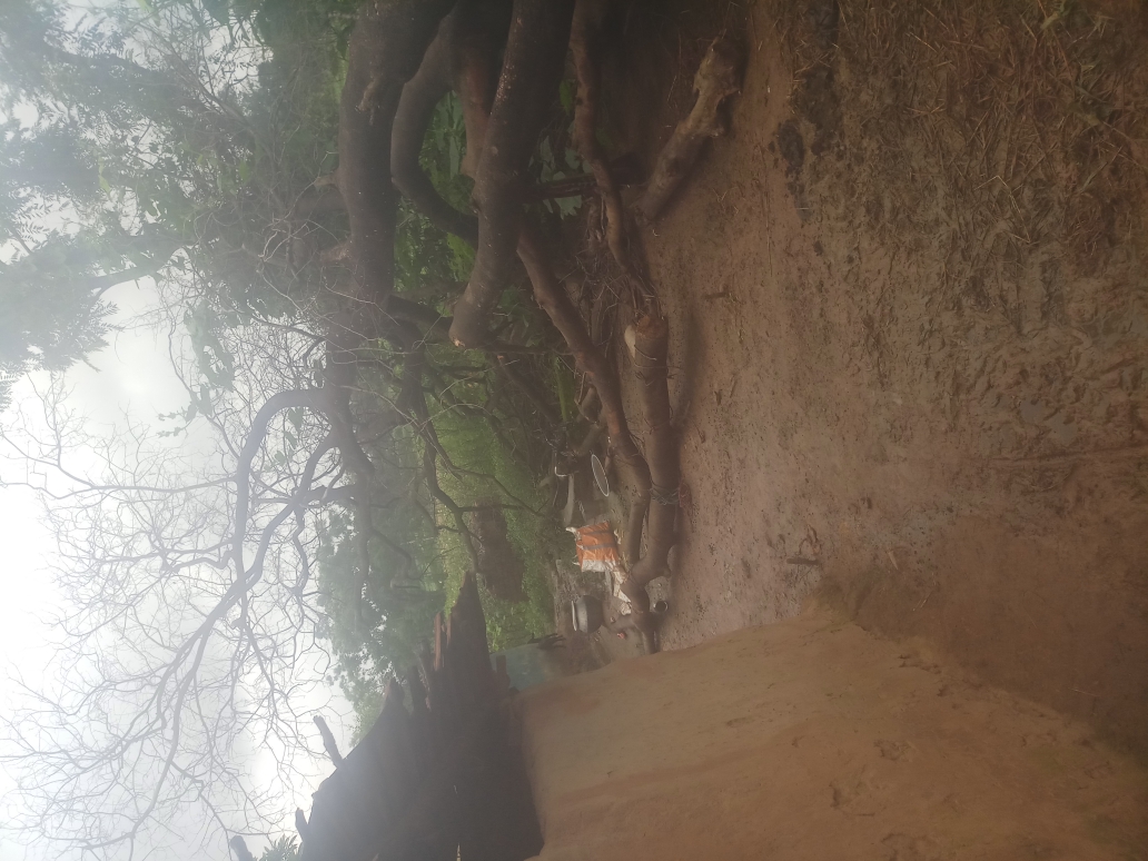 (3401016008/IF/7080901165620) GOAT SHED (1718140841) SOMA ORAON, EDCHERO, ECHERO