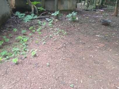 images