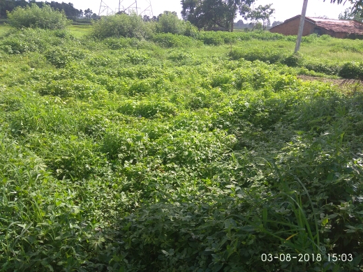BUDDHU KERKETTA (JH1009574)